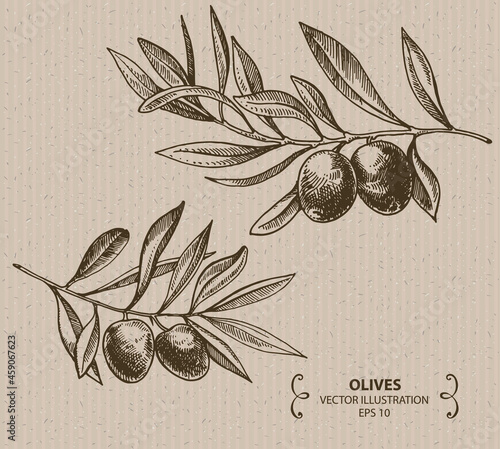 Olive branch, Hand drawn vector illustration