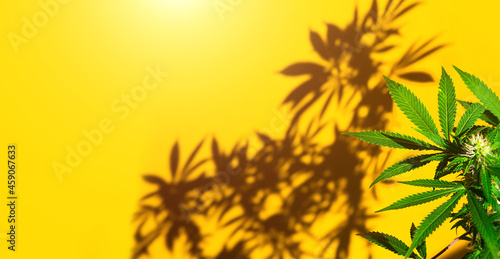 A cannabis bush in bright light with a yellow background with a shadow. Medicinal marijuana leaves of the Jack Herer variety are a hybrid of sativa and indica. Growing a home plant