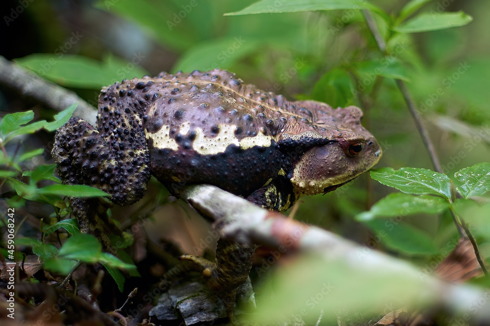 ガマガエル Images Browse 67 Stock Photos Vectors And Video Adobe Stock