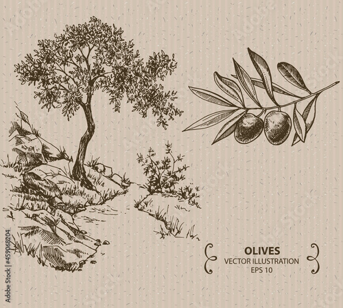 Olive Tree and branch, Hand drawn vector illustration