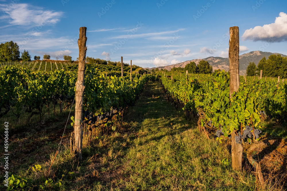 harvest in Olevano for cesanese vineyards