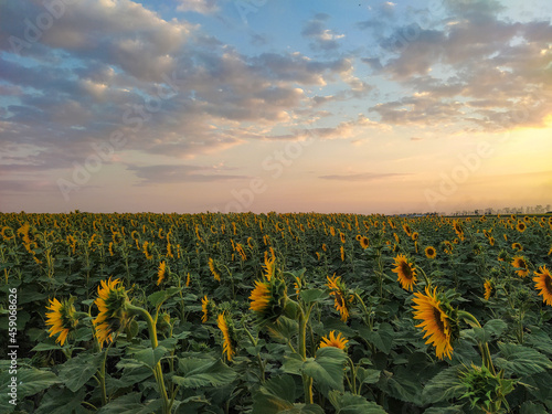 Field of turned sunflowers against the backdrop of sunset and clouds in the evening