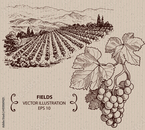 Vineyard landscape, hand drawn illustration