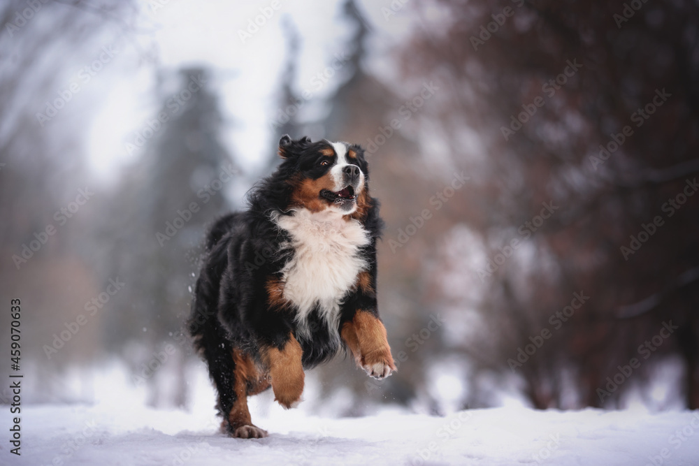 A cute Bernese Mountain Dog running through deep snowdrifts against a foggy winter landscape. The mouth is open. Paws in the air. Snowflakes fly