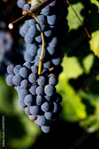 harvest in Olevano for cesanese vineyards