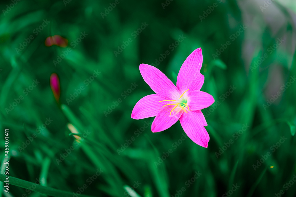 beautiful purple rain lily flower (Zephyranthes rosea) beautiful purple rain lily flower (Zephyranthes rosea)