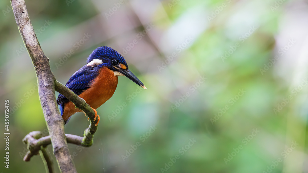 Nature wildlife image of blue-eared kingfisher bird (Alcedo meninting) standing on tree branch