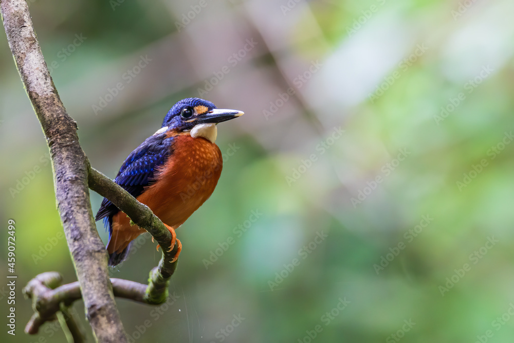 Fototapeta premium Nature wildlife image of blue-eared kingfisher bird (Alcedo meninting) standing on tree branch