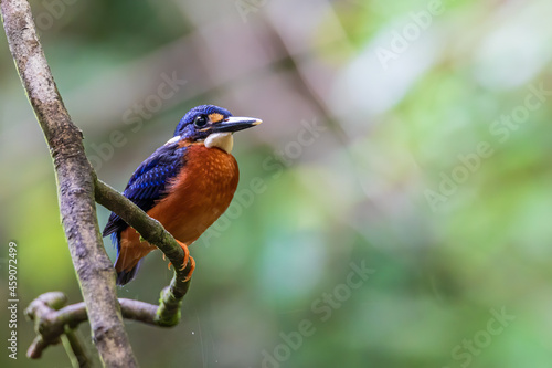 Nature wildlife image of blue-eared kingfisher bird (Alcedo meninting) standing on tree branch