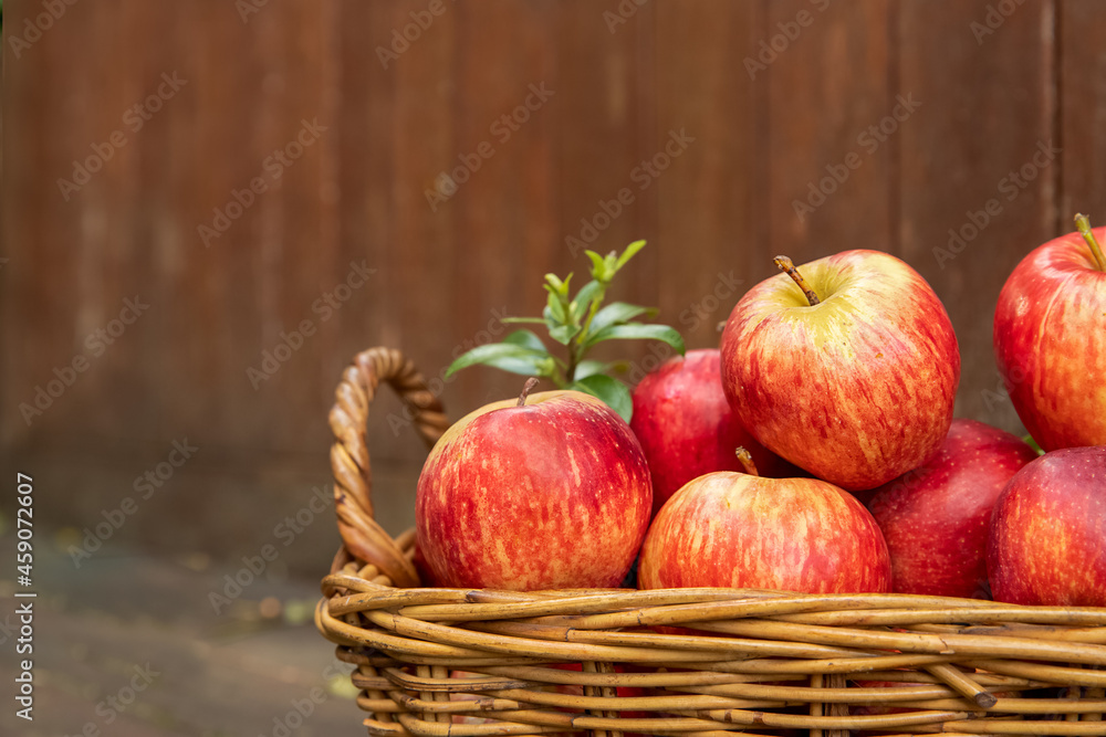 red and yellow fresh apples on natural background outdoors, healthy eating, autumn harvest, farming. red and yellow fresh apples on natural background outdoors, healthy eating, autumn harvest, farming.