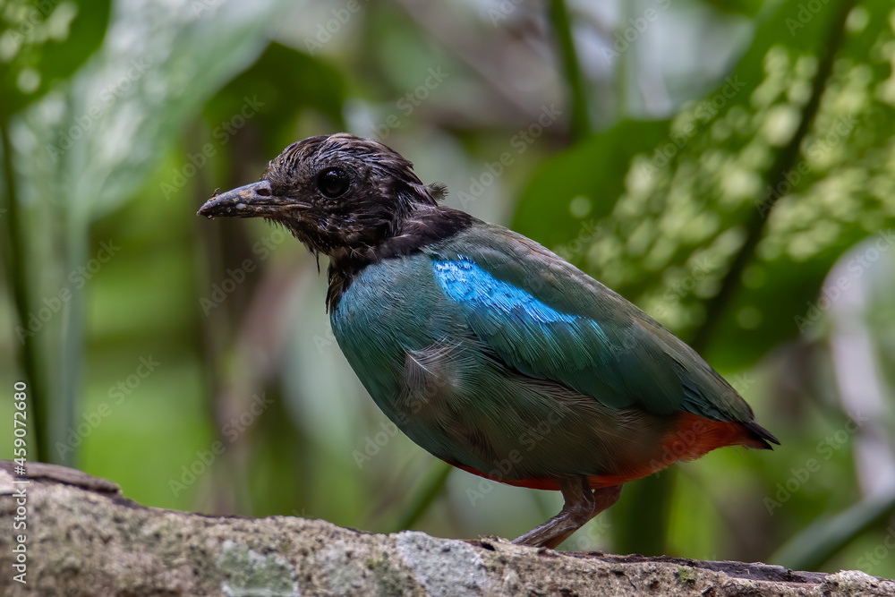 Nature Wildlife image of Borneo Hooded Pitta (Pitta sordida mulleri) on Rainforest jungle Nature Wildlife image of Borneo Hooded Pitta (Pitta sordida mulleri) on Rainforest jungle