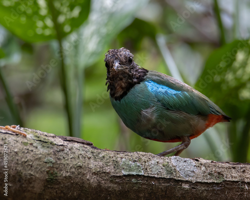 Nature Wildlife image of Borneo Hooded Pitta (Pitta sordida mulleri) on Rainforest jungle photo