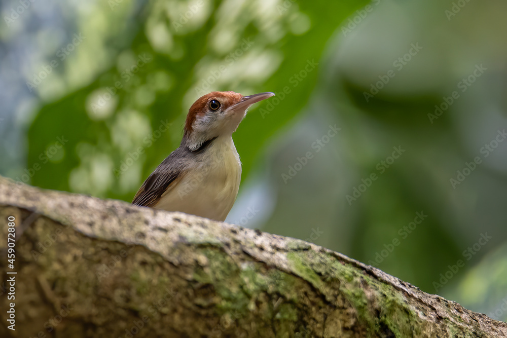 Nature wildlife image of The rufous-tailed tailorbird (Orthotomus sericeus) Nature wildlife image of The rufous-tailed tailorbird (Orthotomus sericeus)
