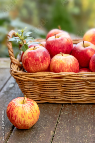 red and yellow fresh apples on natural background outdoors, healthy eating, autumn harvest, farming. 