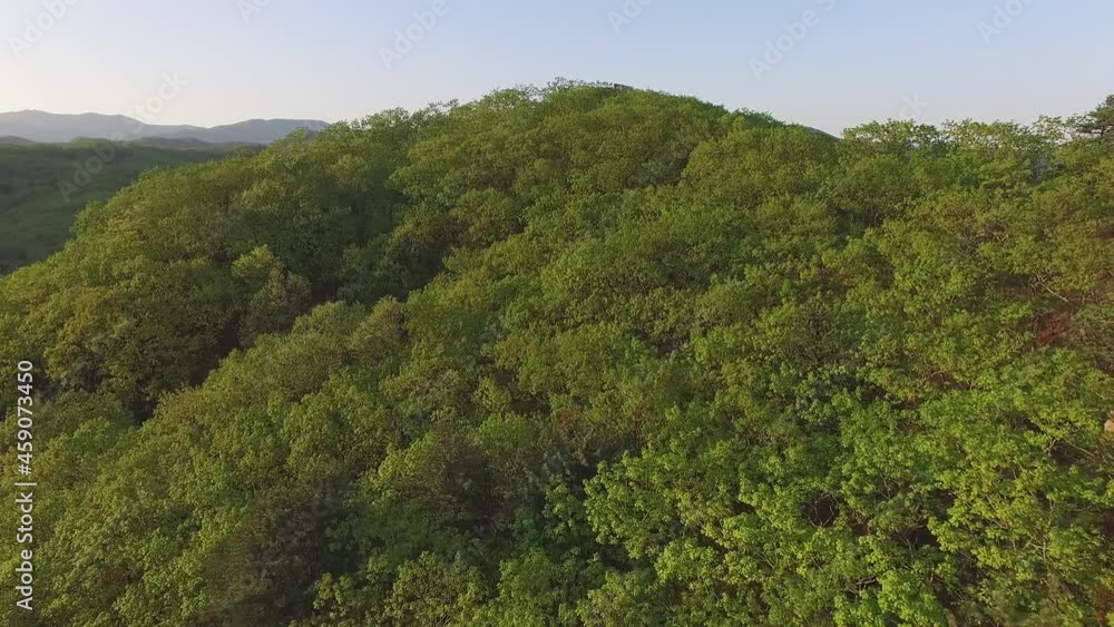 Drone flight over a green mixed forest covered with green vegetation Drone flight over a green mixed forest covered with green vegetation