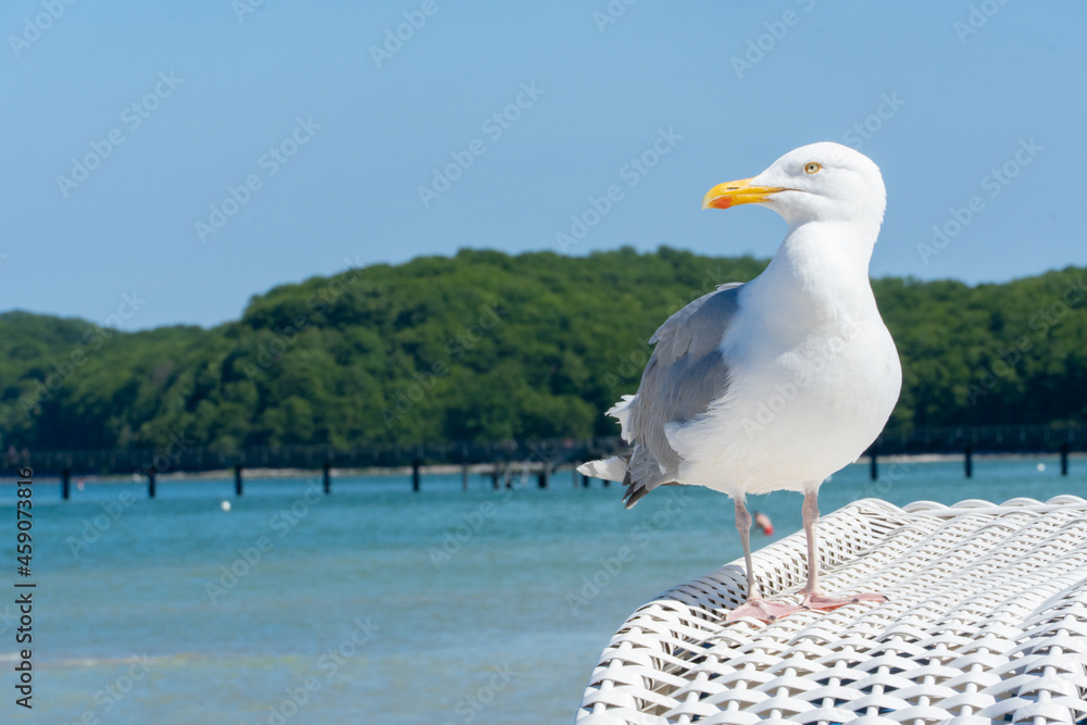 Mewa nad morzem - Ostsee, Binz, Wyspa Rugia, Niemcy