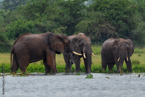 Photography African Bush Elephant - Loxodonta africana, iconic member of African big five, Murchison falls, Uganda