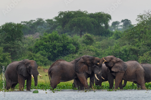 African Bush Elephant - Loxodonta africana, iconic member of African big five, Murchison falls, Uganda.