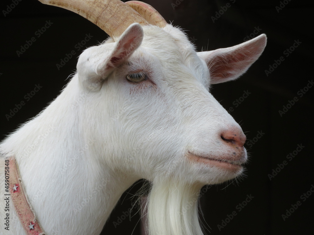 Obraz premium ヤギ
