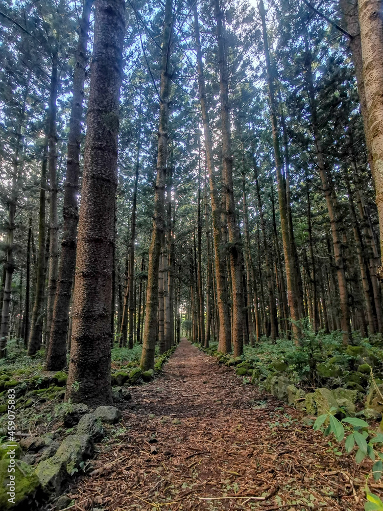 Fototapeta premium path in the woods