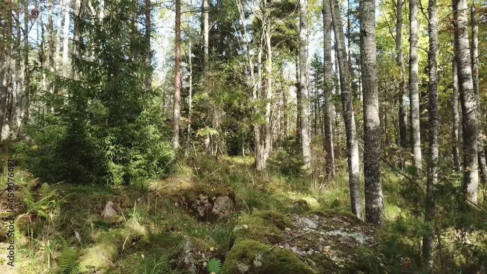 forest slow panorama forest slow panorama