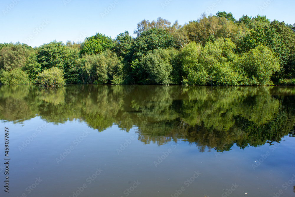 reflection of trees in the water