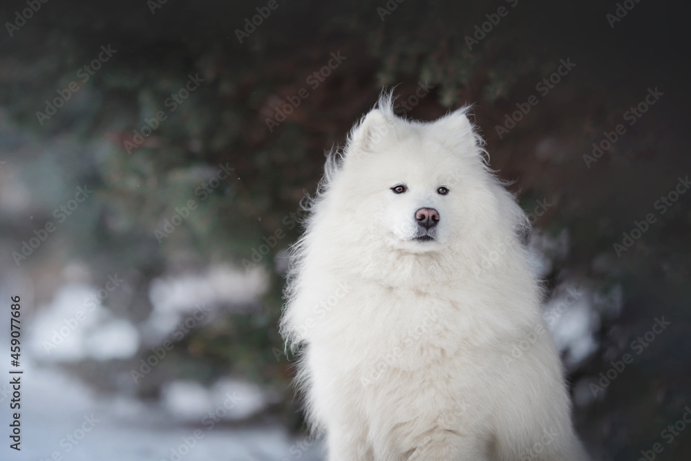 A funny white fluffy Samoyed sitting in a deep snowdrift against the backdrop of a foggy winter landscape. Looking to the side. Close-up portrait