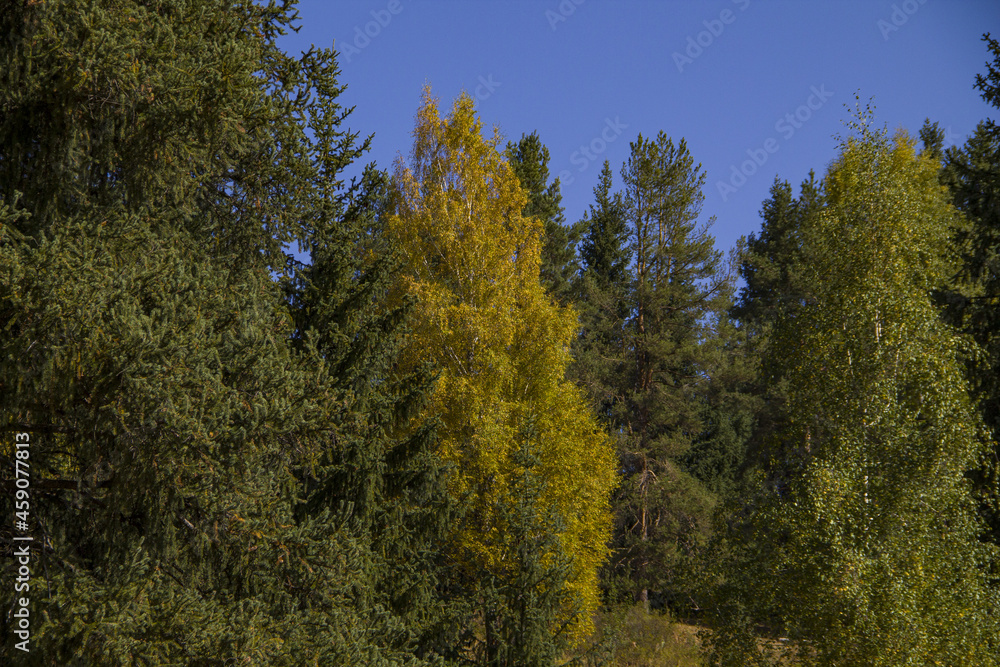 forest and sky