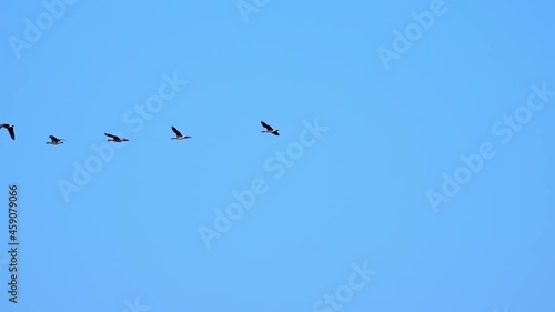 Wallpaper Mural Low-angle shot of geese quickly flapping their wings, flying in the sky Torontodigital.ca