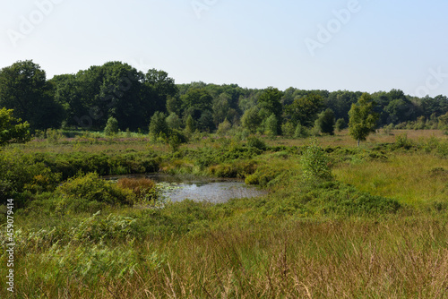 see und blühende heidenkraut in naturpark schwalm-nette, deutschland 