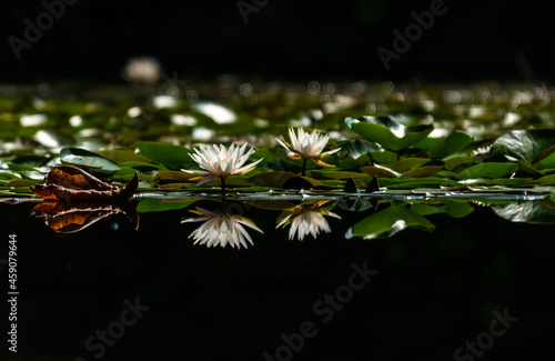 reflection photo