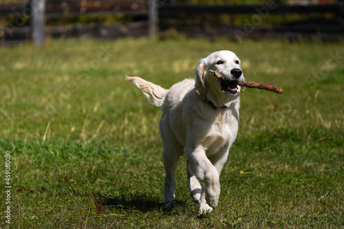 Happy golden retriever puppy runs across a lawn of green grass and carries a stick in its teeth. Active life of a young dog