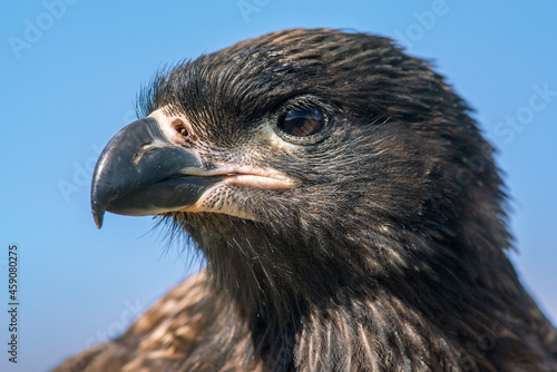 Un portrait de caracara austral pos   au sol sur une   le des Falkland.