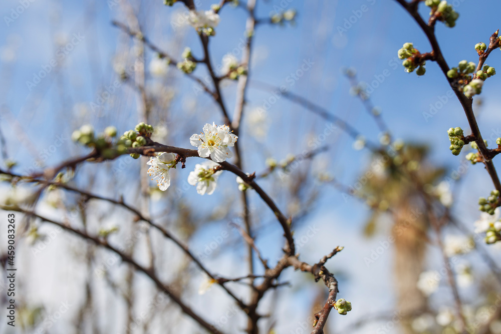 white blossom flowers with rain droplets on them against a blue sky and white clouds, in Adelaide, South Australia white blossom flowers with rain droplets on them against a blue sky and white clouds, in Adelaide, South Australia