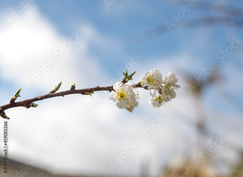 white blossom flowers with rain droplets on them against a blue sky and white clouds, in Adelaide, South Australia © Passing  Traveler