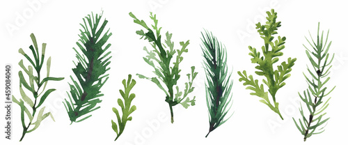 Isolated Christmas evergreen branch, leaves, greenery, fir tree etc. Traced vector watercolor set. Hand drawn illustration collection on white background. Water colour drawing.