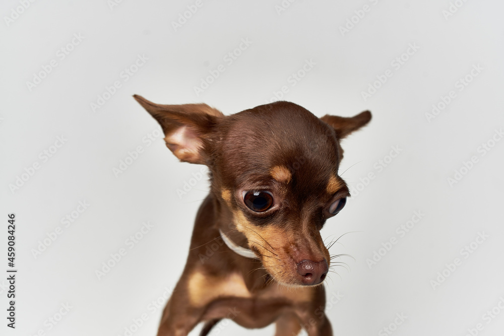 pedigree dog pet puppy grooming light background pedigree dog pet puppy grooming light background
