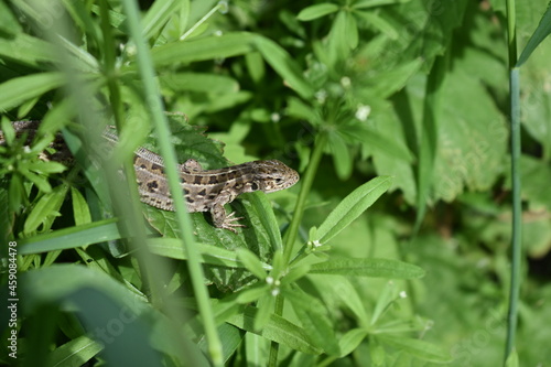 lizard in grass