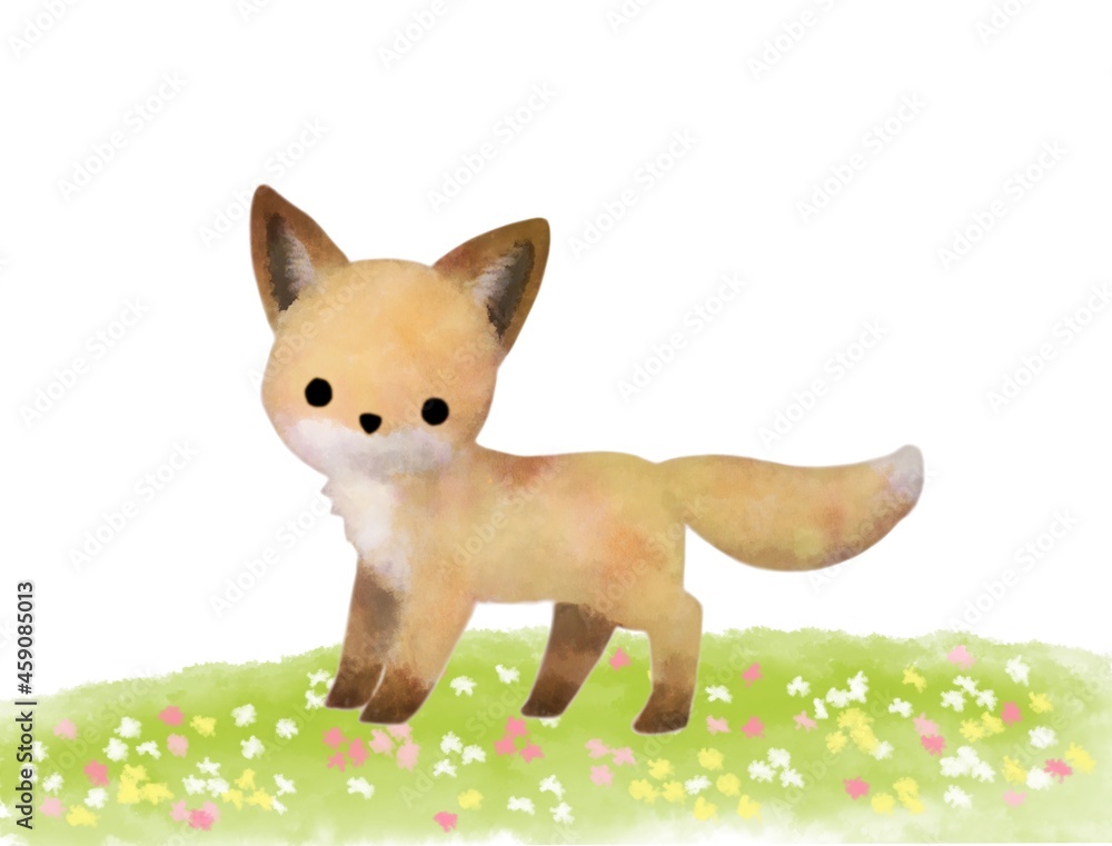 Fototapeta premium キタキツネ