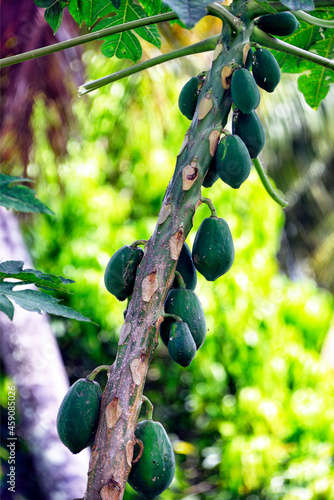 Africa , Mascarene Islands , Mascarenhas , Mauritius, Grand Port area, Papaya tree photo