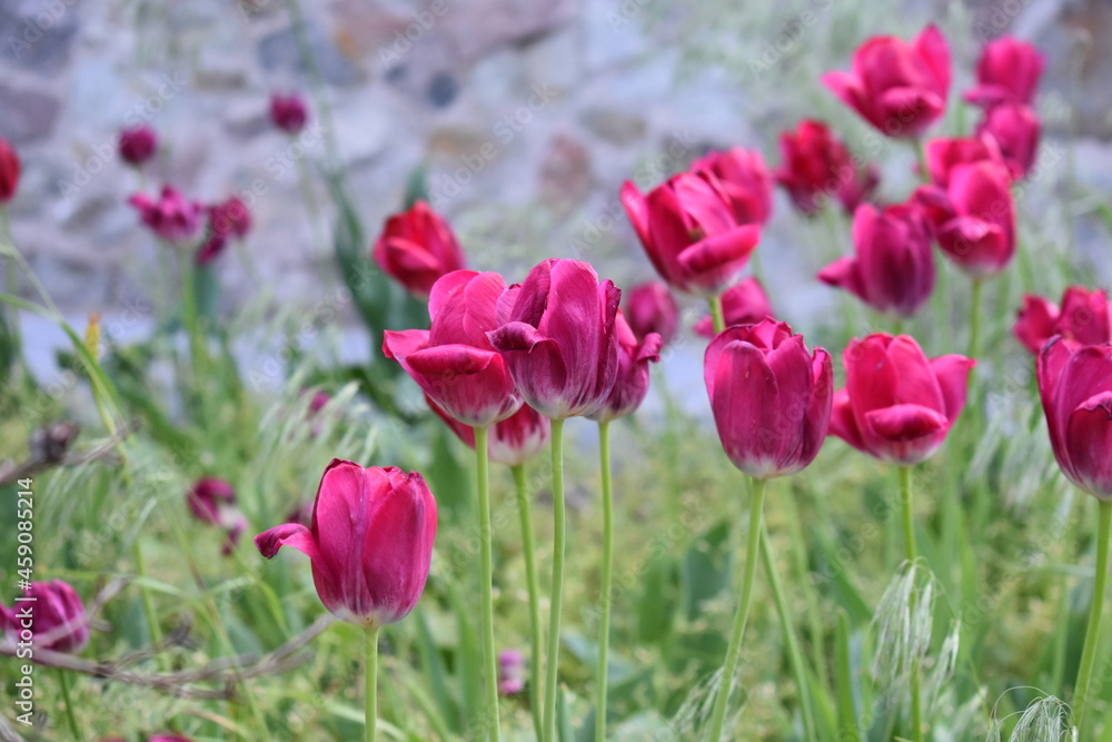 tulips in the garden