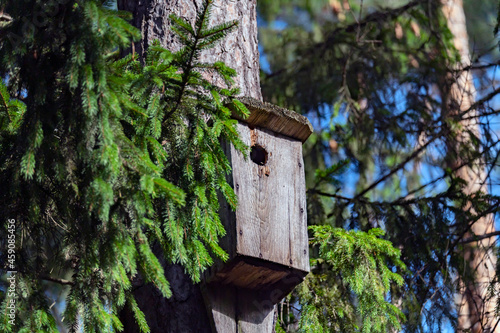 Handmade nesting-box hanging on spruce tree on sunny spring day.