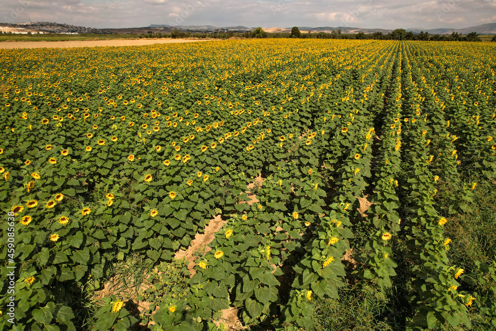 A cloudy sky and a natural field of sunflowers in the background A cloudy sky and a natural field of sunflowers in the background