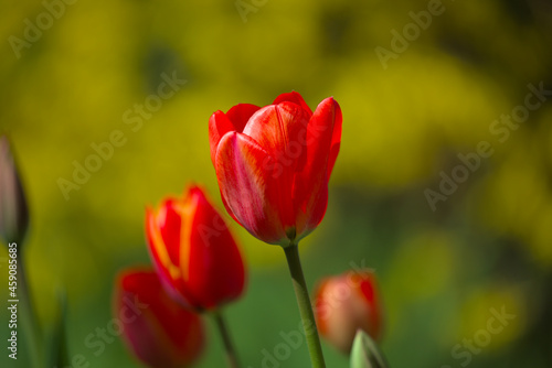 Wonderful bright red tulips with green and yellow bushes in the background. Spring flowers on a warm sunny day. Close-up.