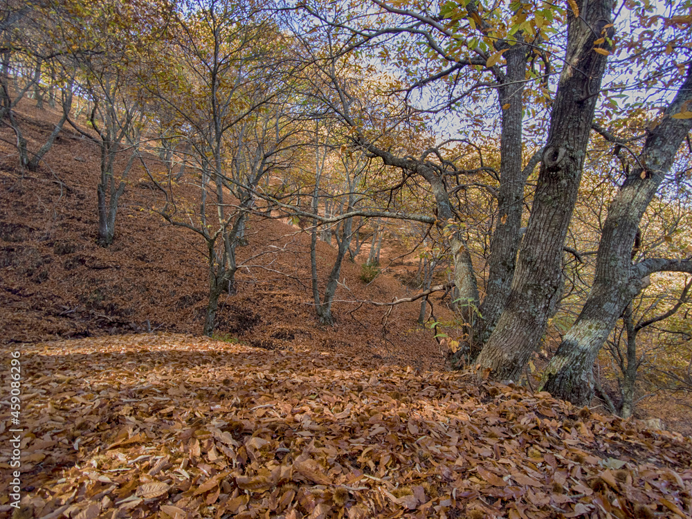 Fototapeta premium el color del otoño en el valle del genal, Andalucía