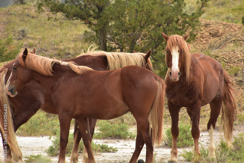 Obraz premium Herd of Wild Chestnut Mustang Horses with Lighter Colored Manes