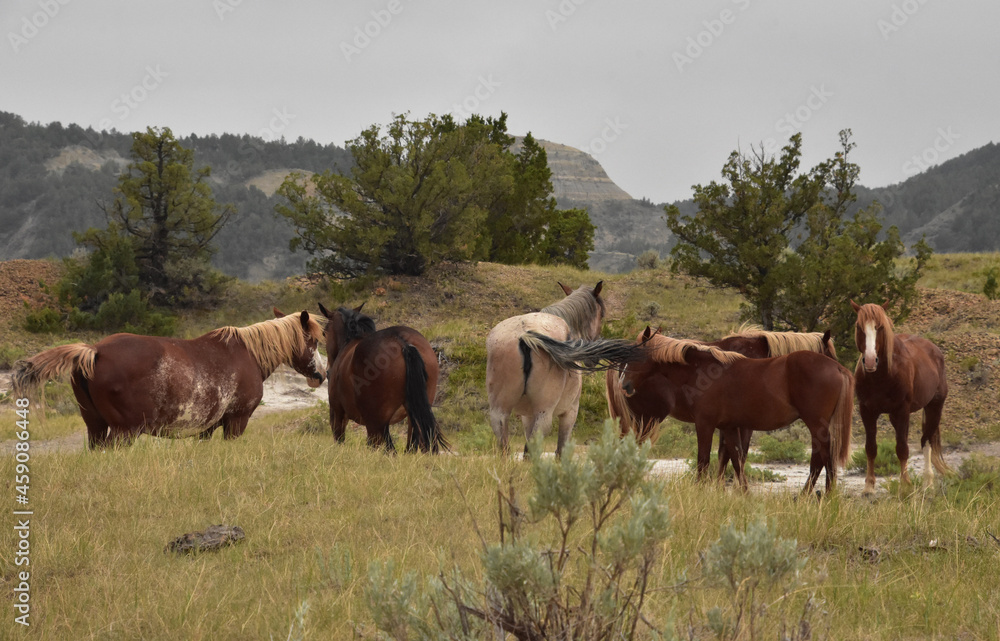 Band of Spanish Wild Mustangs in a Canyon