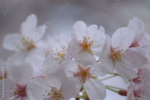 White Japan Cherry Blossoms in Sunshine