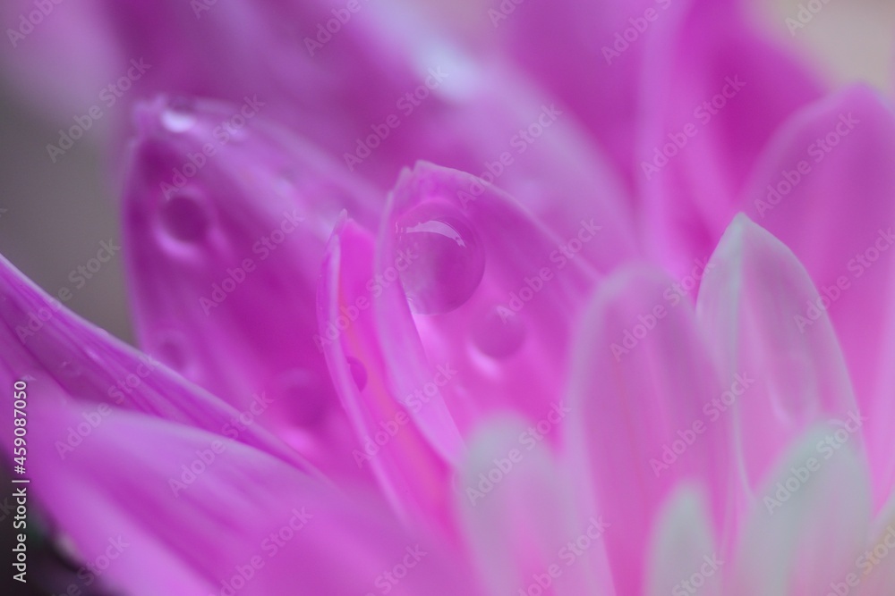 Macro texture of vibrant pink Dahlia flower with water droplet