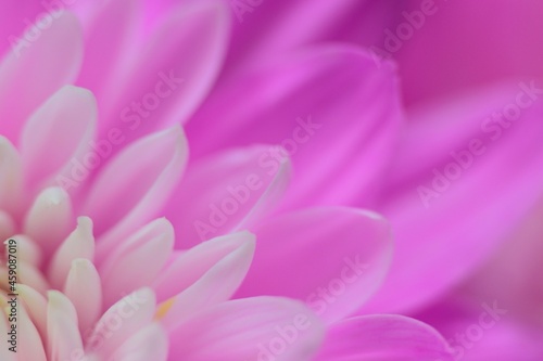 Macro texture of vibrant pink Dahlia flower